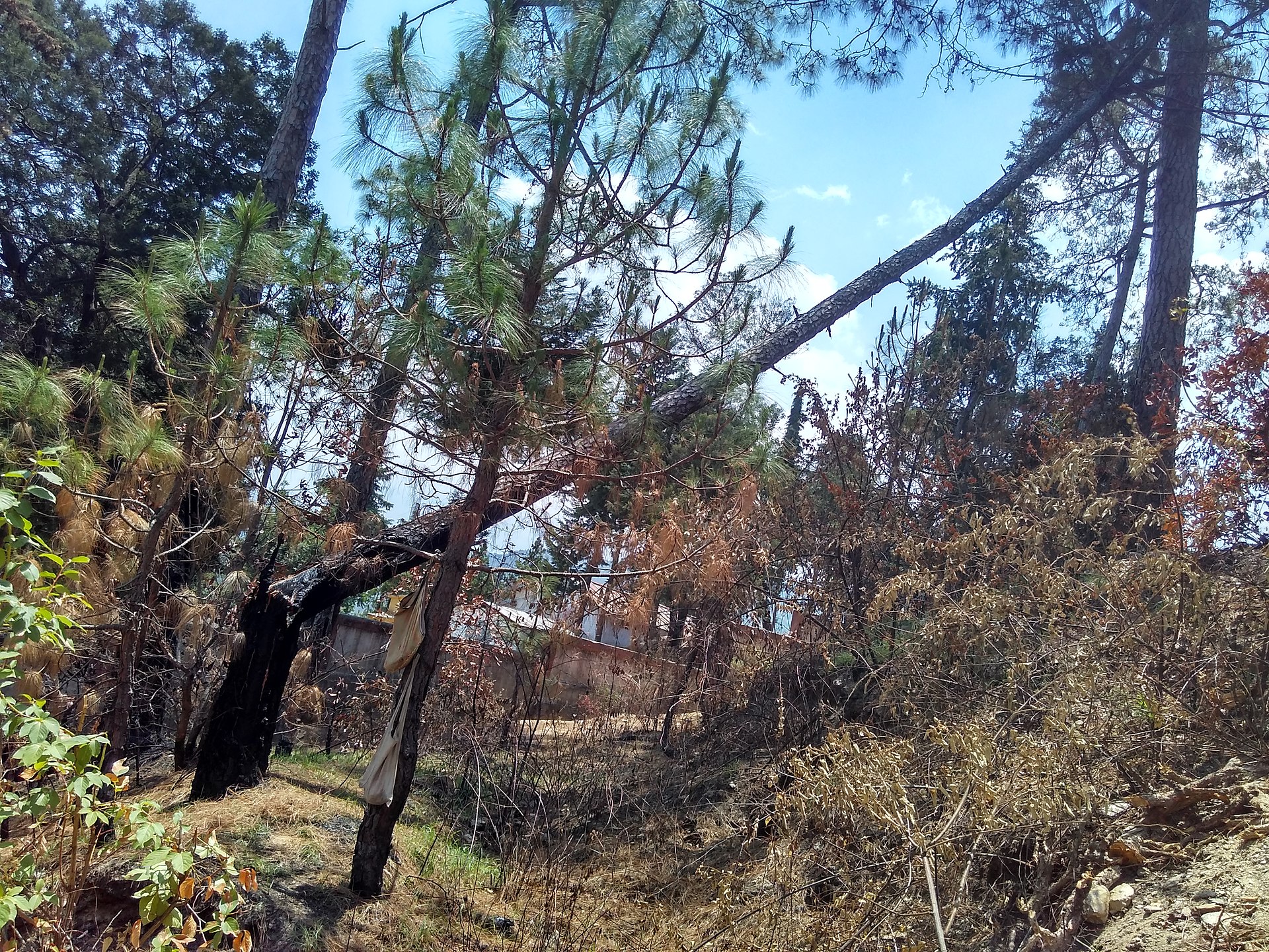 Fallen pine trees on a Georgia property