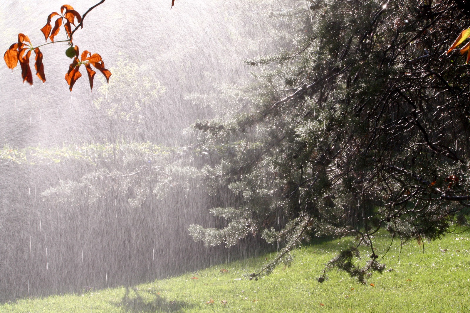 Sunlit summer rain falling on trees and a grassy Atlanta yard