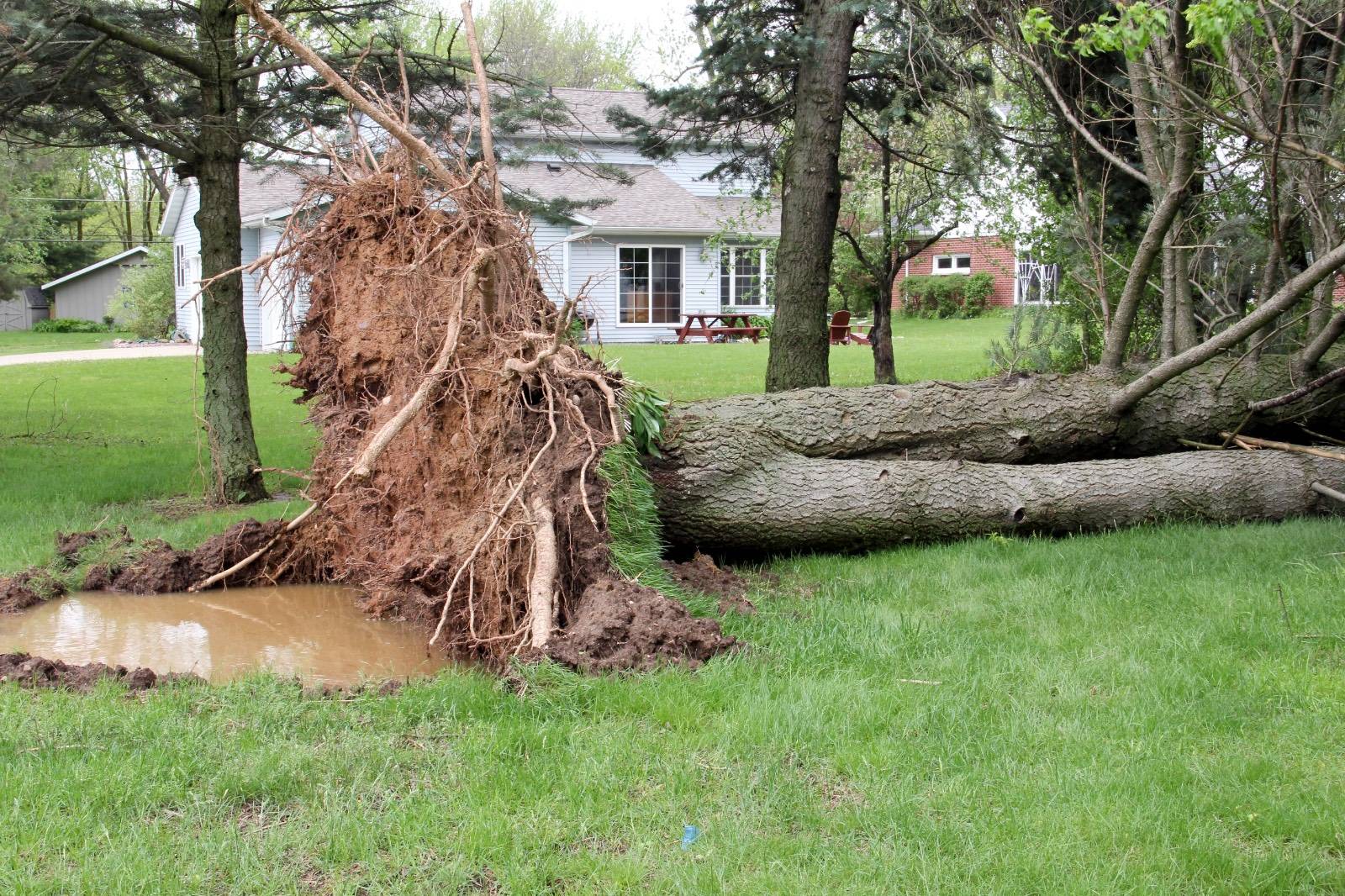 Large uprooted tree lying across a lawn after a storm, with its root ball and a muddy pit exposed