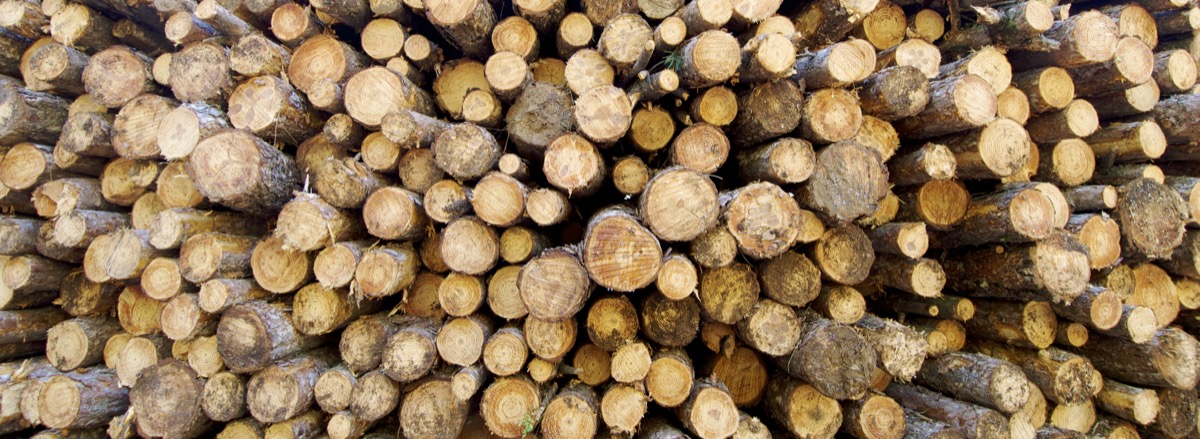 Stack of cut wood logs from a tree service job