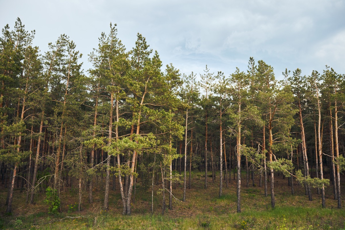 Tall native Georgia pine trees against the sky