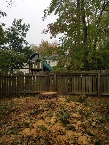A tree after professional hazardous tree removal work
