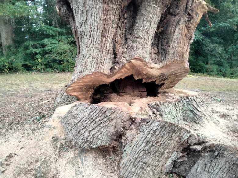 A massive tree in East Cobb showing signs of decline
