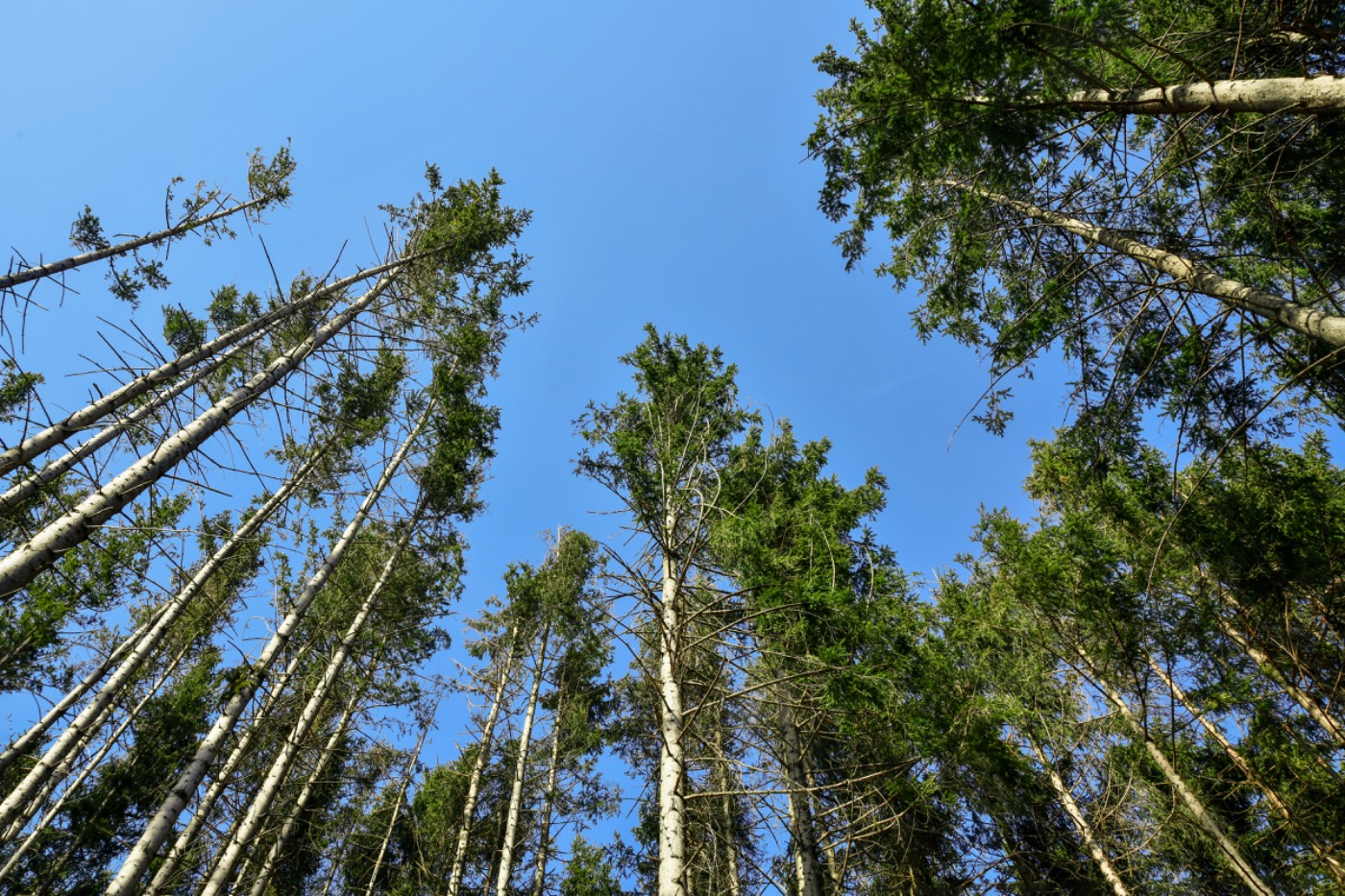 Tall Georgia pine trees, the kind at risk of pine beetle damage