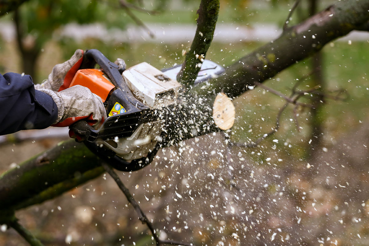 A chainsaw cutting through a tree branch during a tree removal job