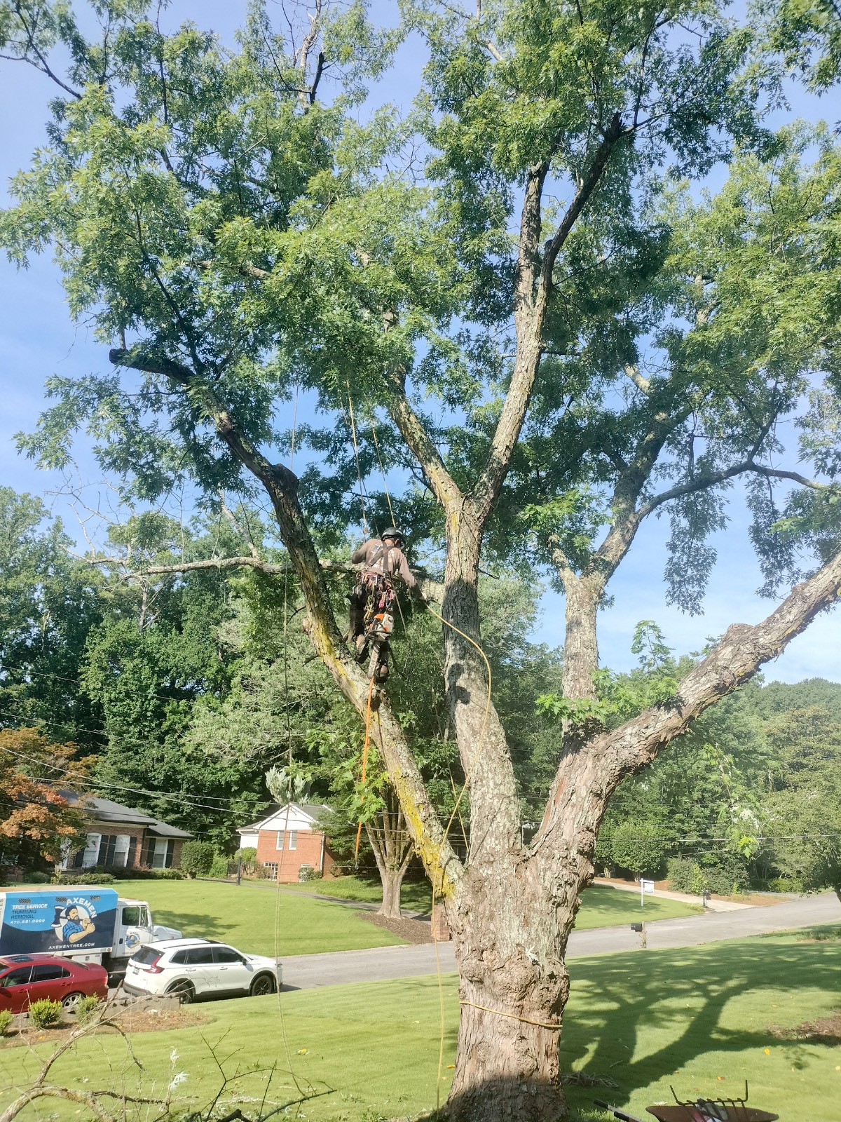 An Axemen climber working high in a tree during a trimming job
