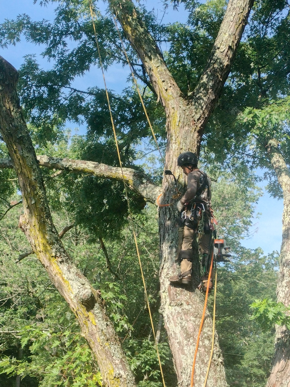 An Axemen climber rigged up in a tree removing a limb