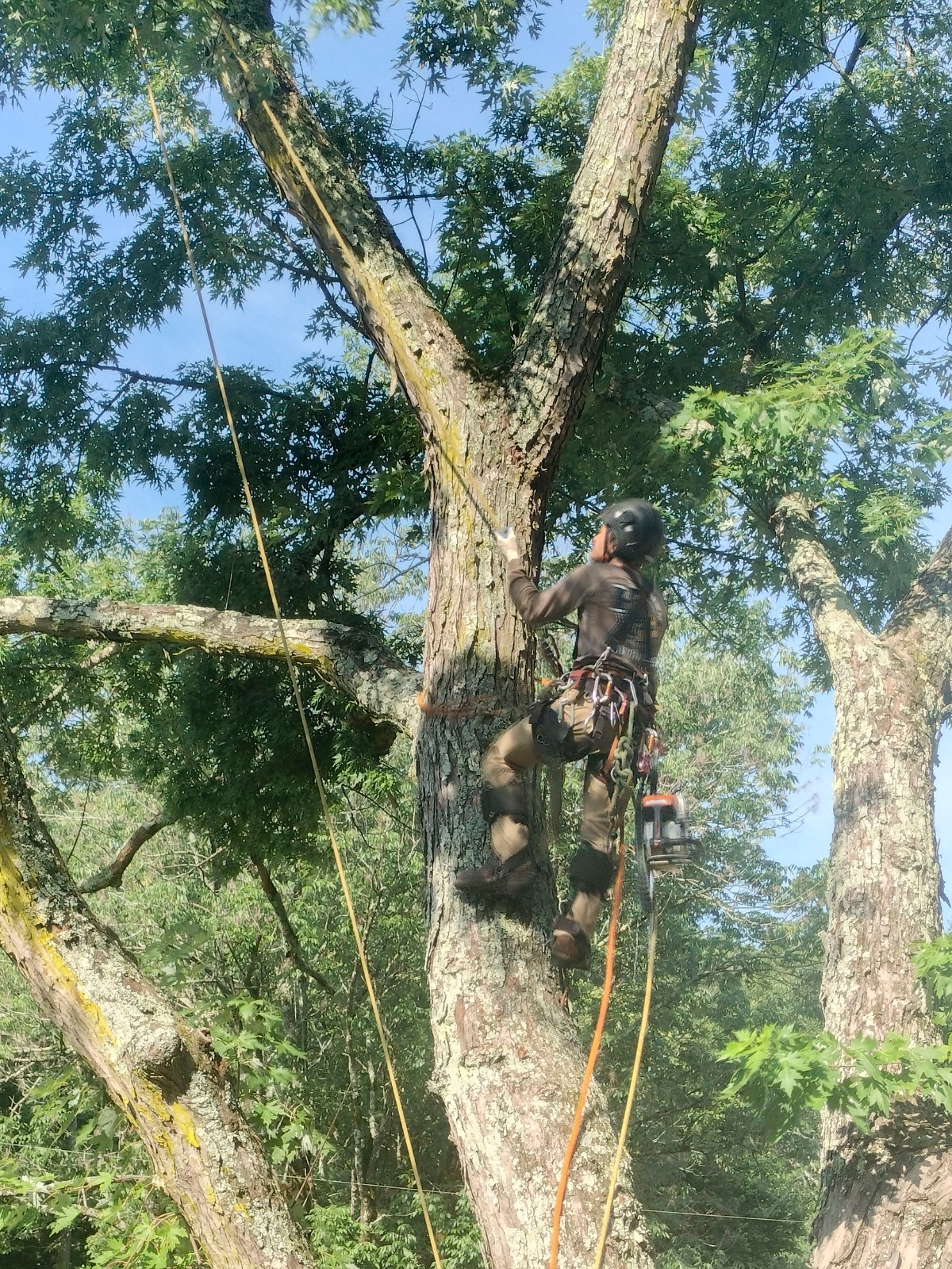 An Axemen climber working high in a tree during a trimming job