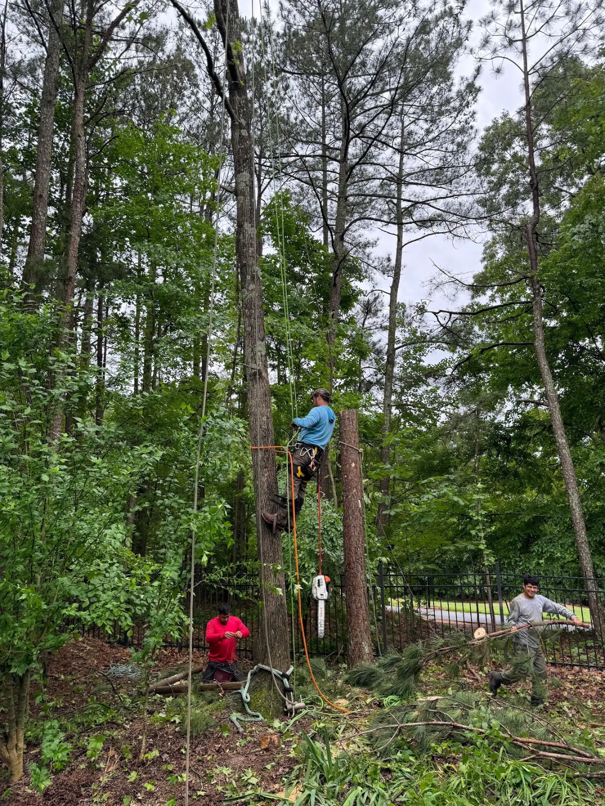 An Axemen climber rigged up in a tree removing a limb