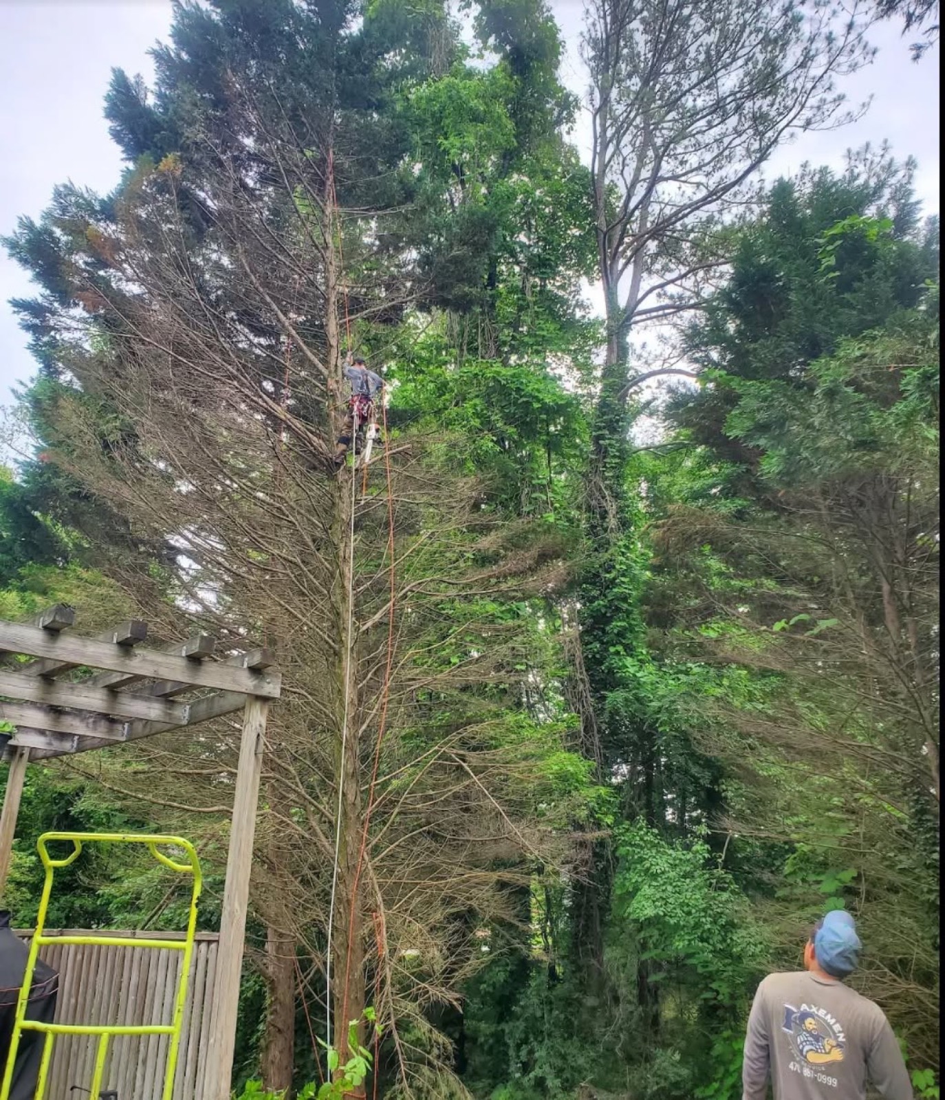 An Axemen climber working in a tall pine tree