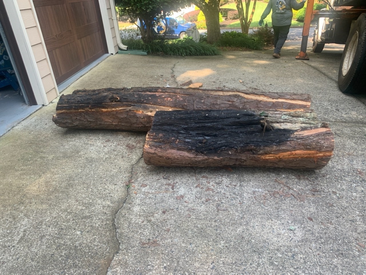 A charred, split log cut from a tree struck by lightning