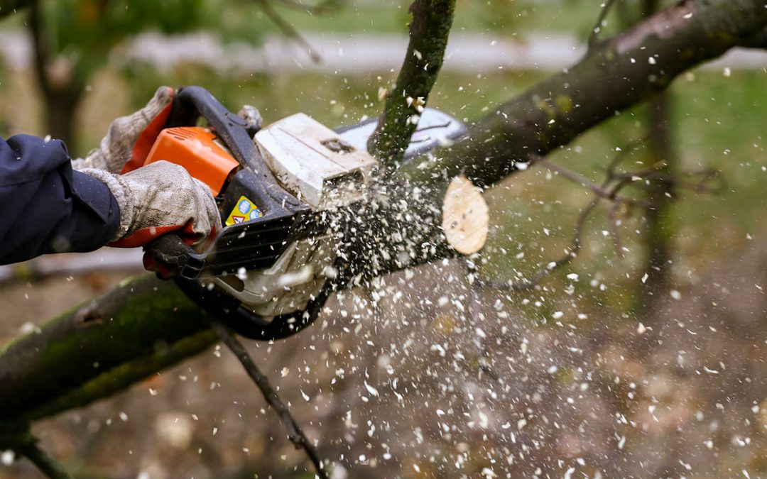 Summertime Tree Trimming