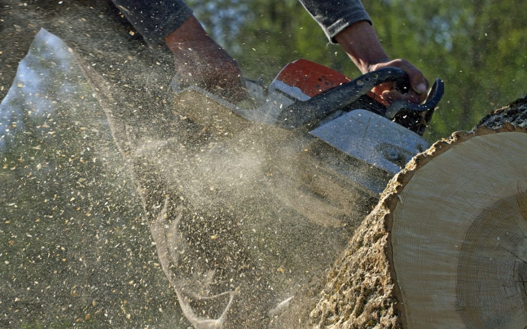 When is the Best Time to Trim Trees?