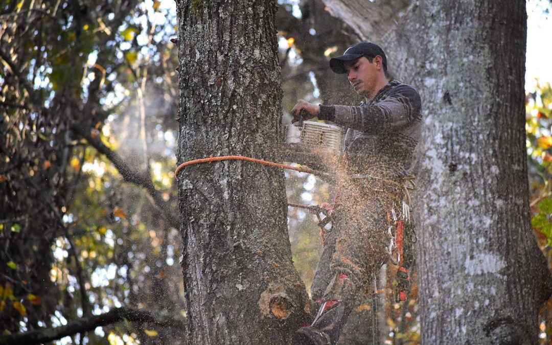 Annual Tree Inspections 2024