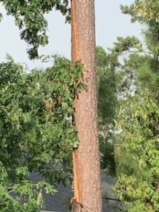 Pine with tree lightning damage.