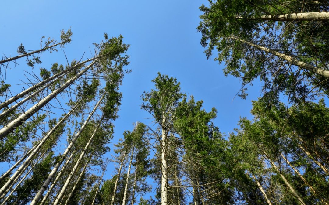 Protecting Your Pines: A Guide to Spotting Pine Beetle Damage in Marietta